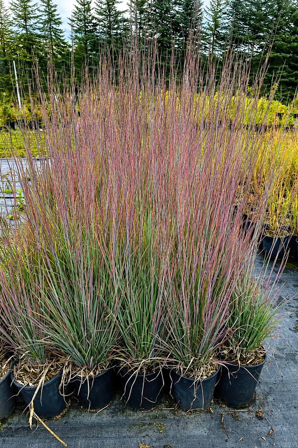 Prérifű-Standing-Ovation-Seprüs-csomósperje-Schizachyrium scoparium-diszfü-ar-www.koronakert.hu-4 Prérifű-Standing-Ovation-Seprüs-csomósperje-Schizachyrium scoparium-diszfü-ar-www.koronakert.hu