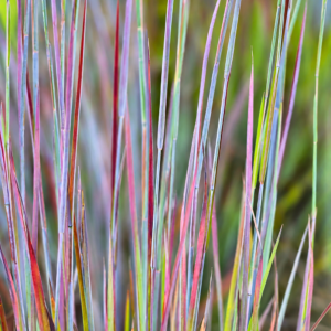 Prérifű-Standing-Ovation-Seprüs-csomósperje-Schizachyrium scoparium-diszfü-ar-www.koronakert.hu