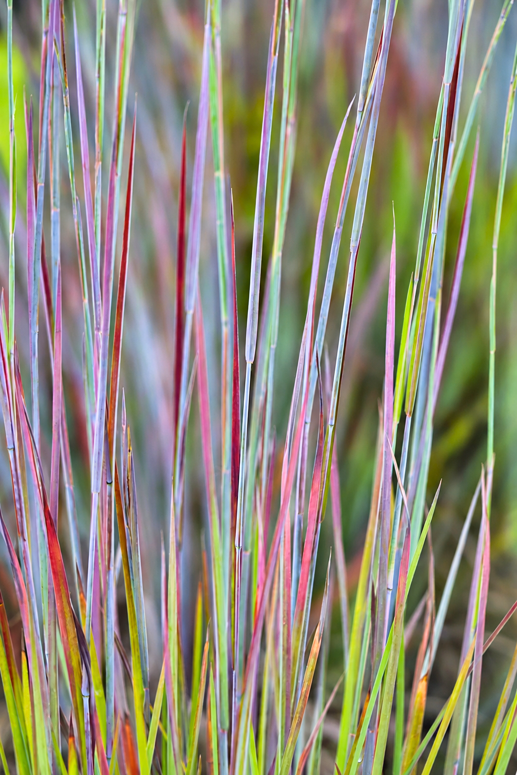 Prérifű-Standing-Ovation-Seprüs-csomósperje-Schizachyrium scoparium-diszfü-ar-www.koronakert.hu Prérifű-Standing-Ovation-Seprüs-csomósperje-Schizachyrium scoparium-diszfü-ar-www.koronakert.hu