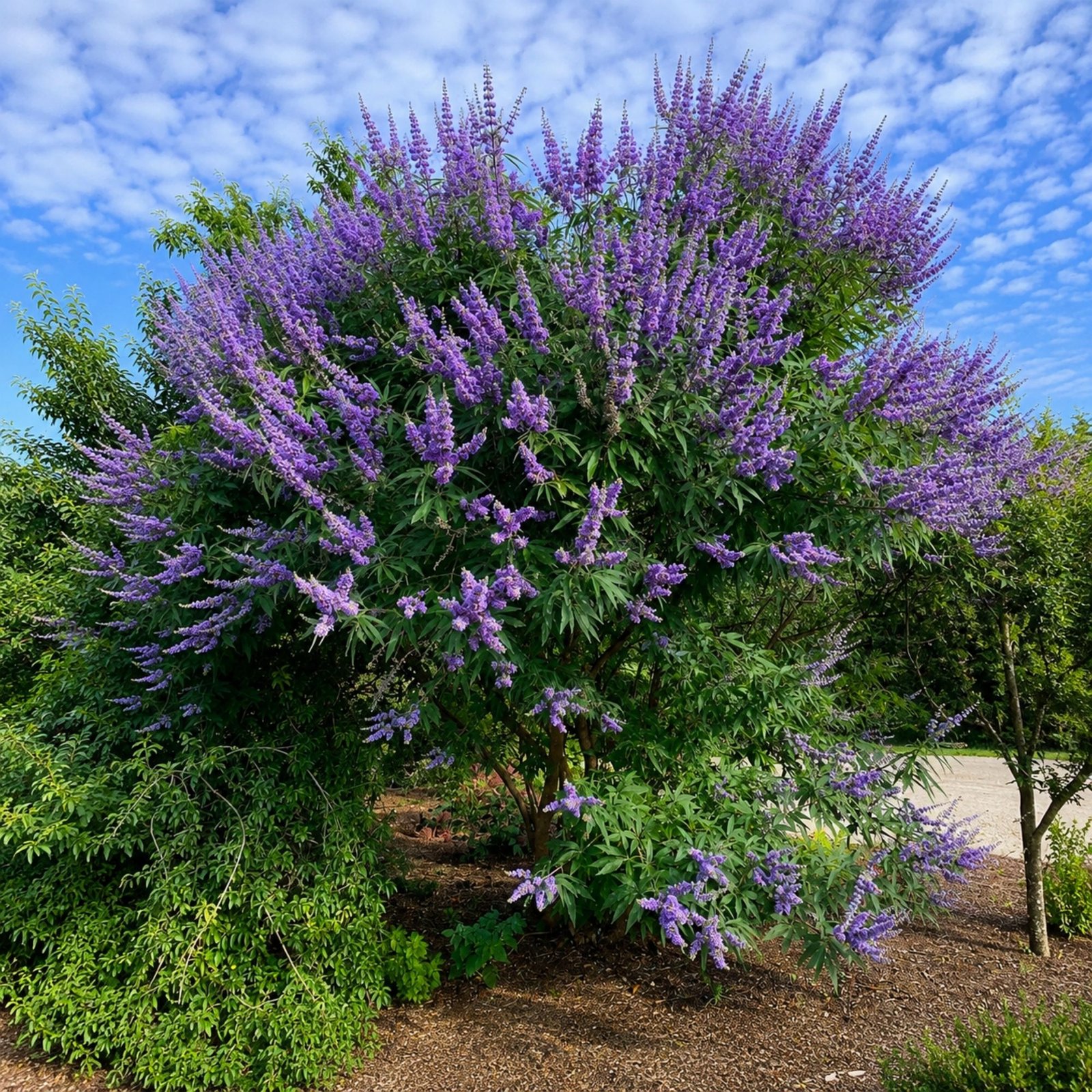 Vitex-agnus-castus-barátcserje-viragzo-diszcserje-nyari orgona-ar-www.koronakert.hu-10 Barátcserje, Vitex-agnus castus, viragzo-diszcserje-nyari-orgona-ar-www.koronakert.hu