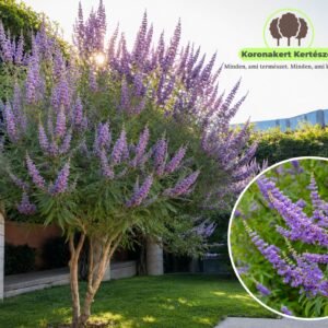 Barátcserje, Vitex-agnus castus, viragzo-diszcserje-nyari-orgona-ar-www.koronakert.hu