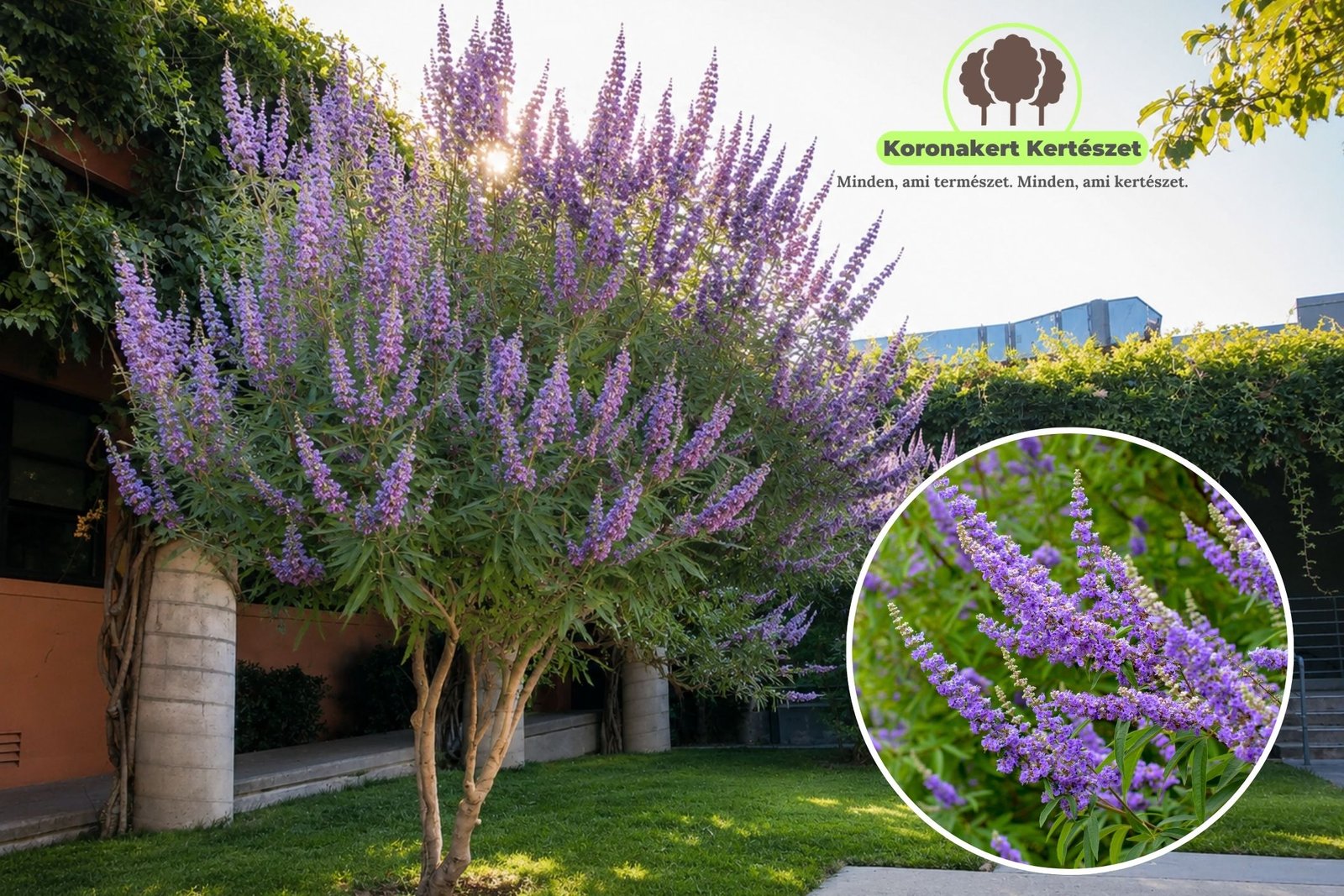 Vitex-agnus-castus-barátcserje-viragzo-diszcserje-nyari orgona-ar-www.koronakert.hu-2 Barátcserje, Vitex-agnus castus, viragzo-diszcserje-nyari-orgona-ar-www.koronakert.hu