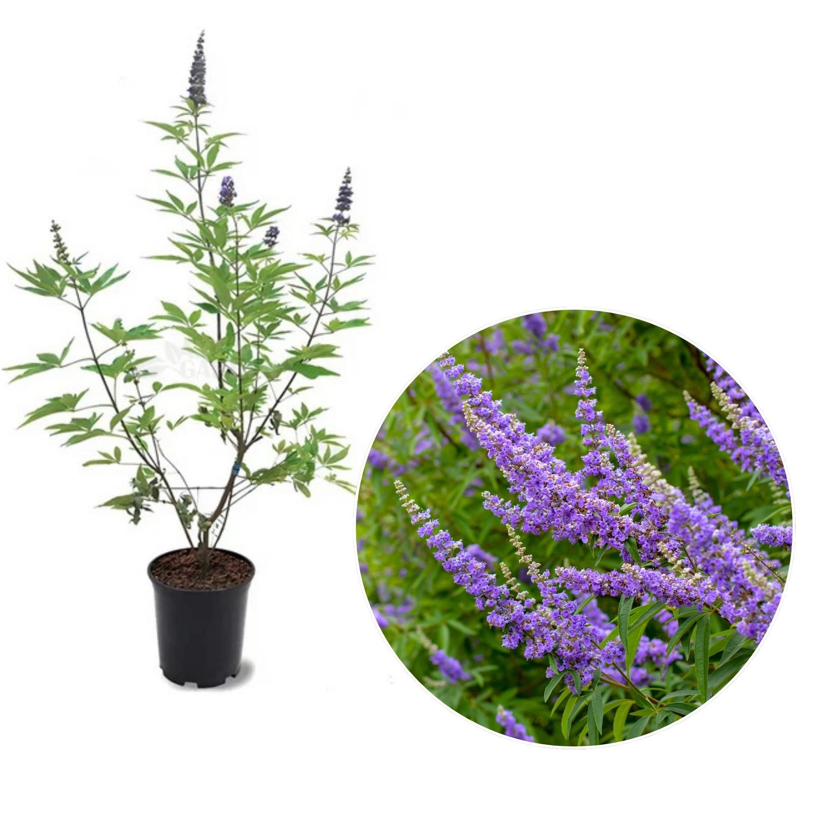 Vitex-agnus-castus-barátcserje-viragzo-diszcserje-nyari orgona-ar-www.koronakert.hu-4 Barátcserje, Vitex-agnus castus, viragzo-diszcserje-nyari-orgona-ar-www.koronakert.hu