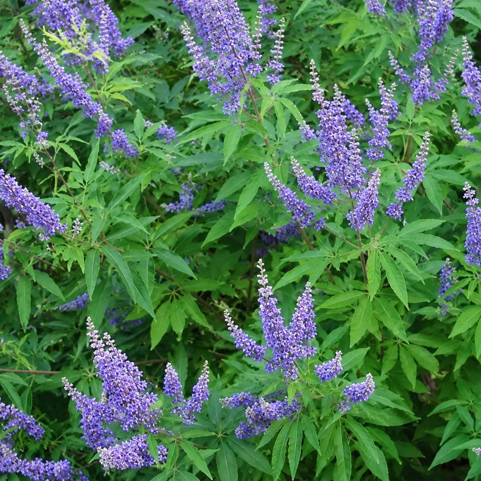 Vitex-agnus-castus-barátcserje-viragzo-diszcserje-nyari orgona-ar-www.koronakert.hu-5 Barátcserje, Vitex-agnus castus, viragzo-diszcserje-nyari-orgona-ar-www.koronakert.hu