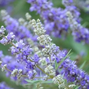 Barátcserje, Vitex-agnus castus, viragzo-diszcserje-nyari-orgona-ar-www.koronakert.hu