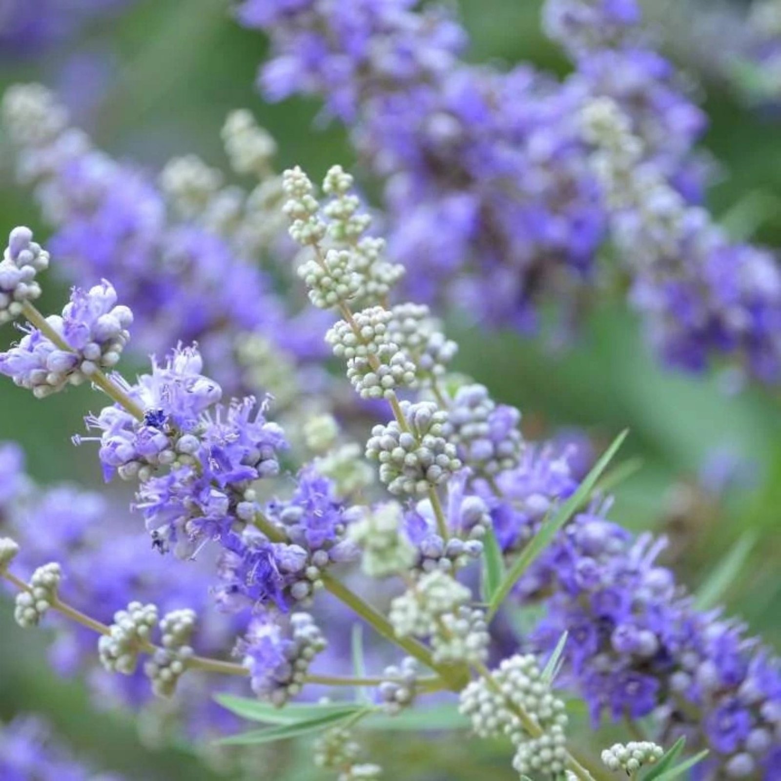 Vitex-agnus-castus-barátcserje-viragzo-diszcserje-nyari orgona-ar-www.koronakert.hu-6 Barátcserje, Vitex-agnus castus, viragzo-diszcserje-nyari-orgona-ar-www.koronakert.hu