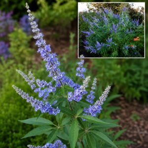 Barátcserje, Vitex-agnus castus, viragzo-diszcserje-nyari-orgona-ar-www.koronakert.hu