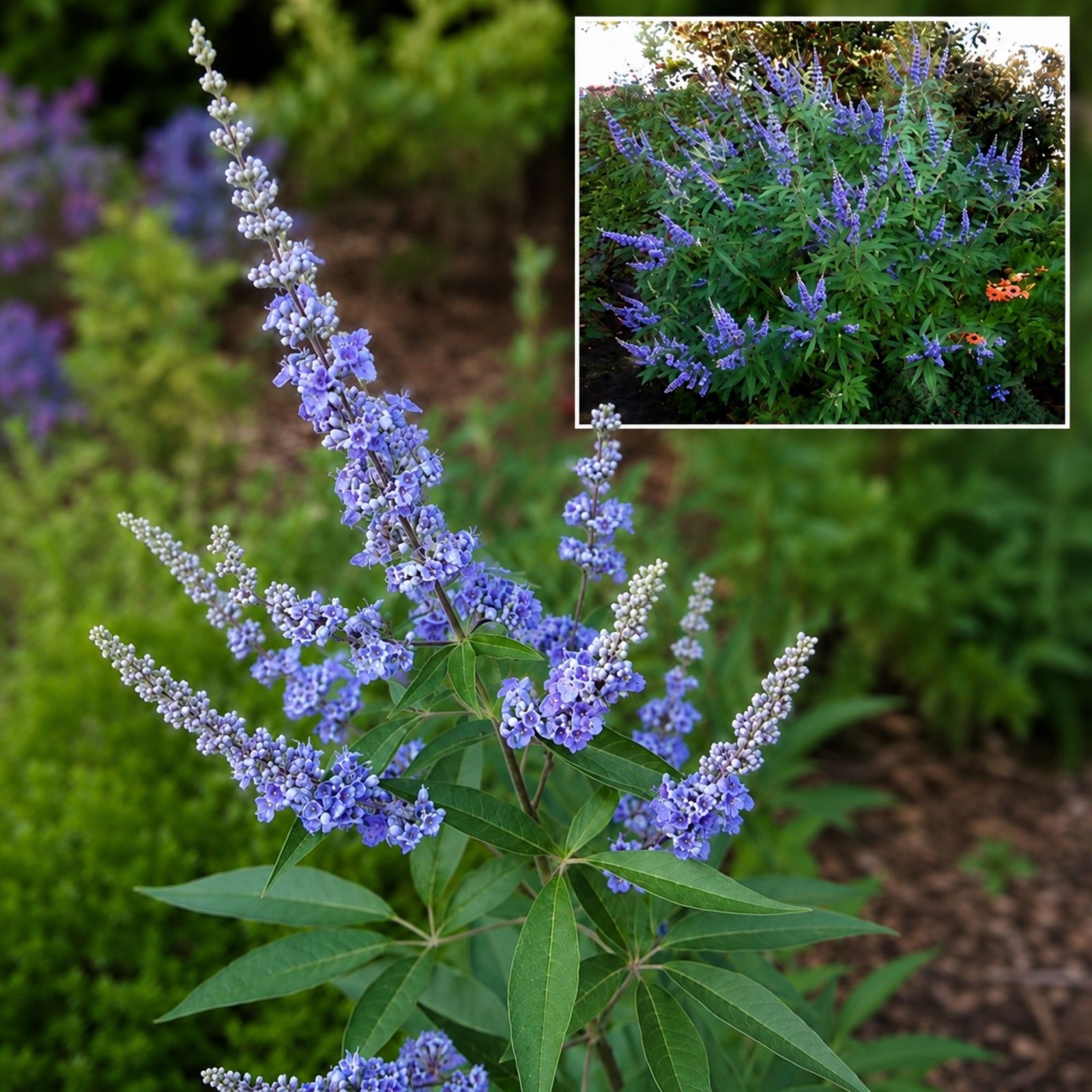 Vitex-agnus-castus-barátcserje-viragzo-diszcserje-nyari orgona-ar-www.koronakert.hu-7 Barátcserje, Vitex-agnus castus, viragzo-diszcserje-nyari-orgona-ar-www.koronakert.hu