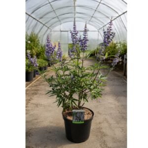 Barátcserje, Vitex-agnus castus, viragzo-diszcserje-nyari-orgona-ar-www.koronakert.hu