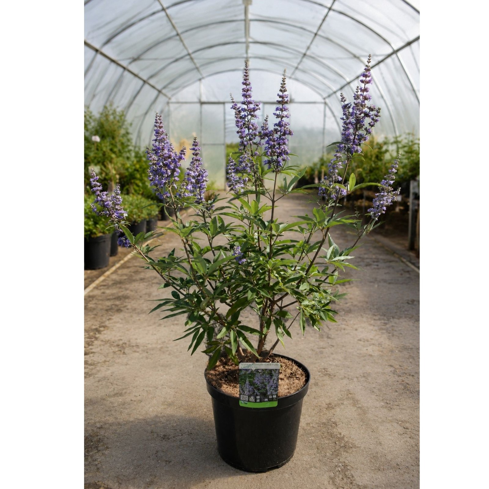 Vitex-agnus-castus-barátcserje-viragzo-diszcserje-nyari orgona-ar-www.koronakert.hu-9 Barátcserje, Vitex-agnus castus, viragzo-diszcserje-nyari-orgona-ar-www.koronakert.hu