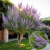 Barátcserje, Vitex-agnus castus, viragzo-diszcserje-nyari-orgona-ar-www.koronakert.hu