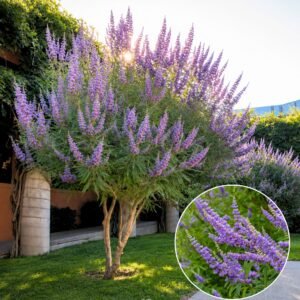 Barátcserje, Vitex-agnus castus, viragzo-diszcserje-nyari-orgona-ar-www.koronakert.hu