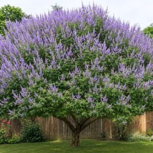 Barátcserje, Vitex-agnus castus, viragzo-diszcserje-nyari-orgona-ar-www.koronakert.hu