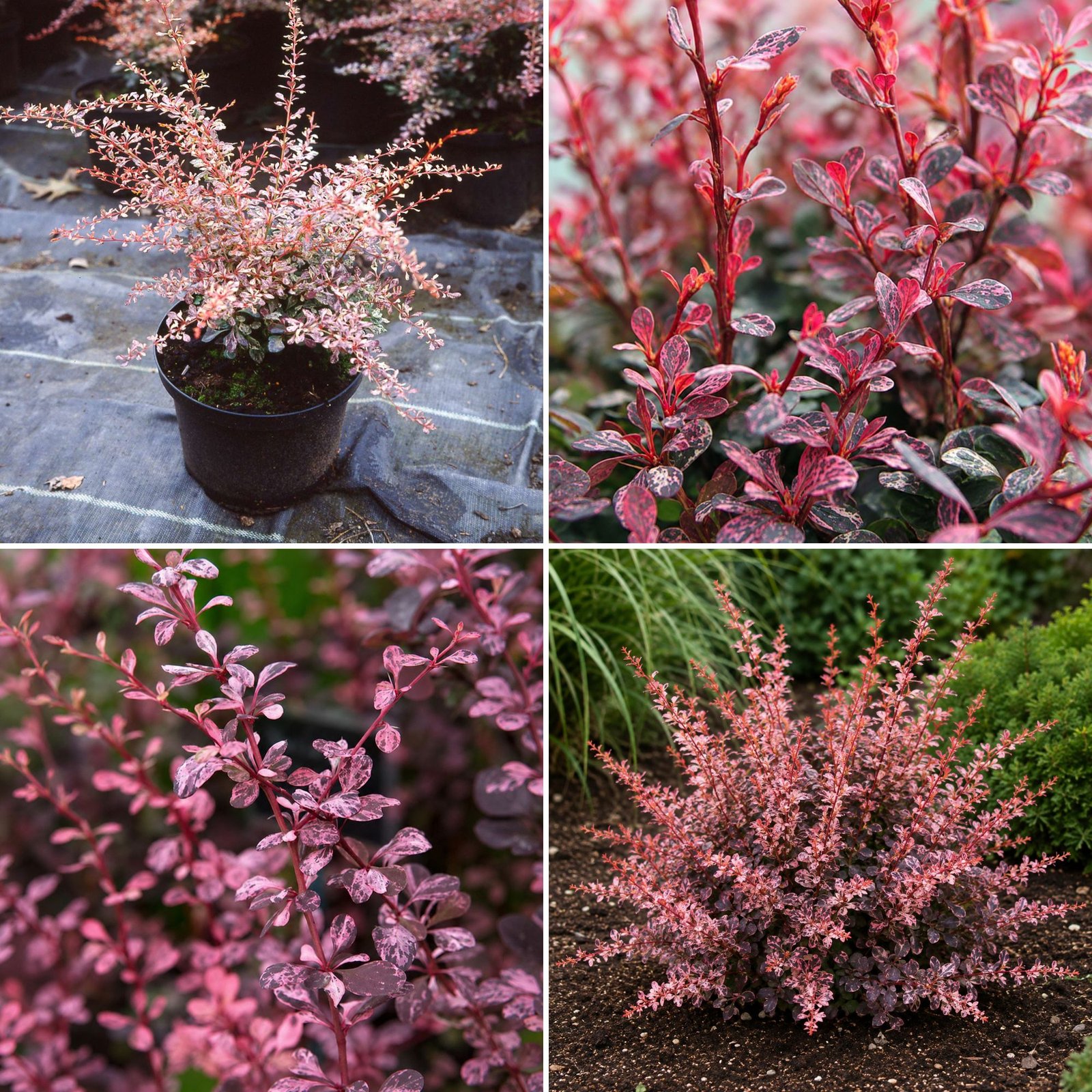 japan-borbolya-Berberis thunbergii-Pink Attraction-diszcserje-ar-www.koronakert.hu-10 Japán Borbolya Pink Attraction, Berberis thunbergii (színes lombú díszcserje)