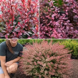 Japán Borbolya Pink Attraction, Berberis thunbergii (színes lombú díszcserje)