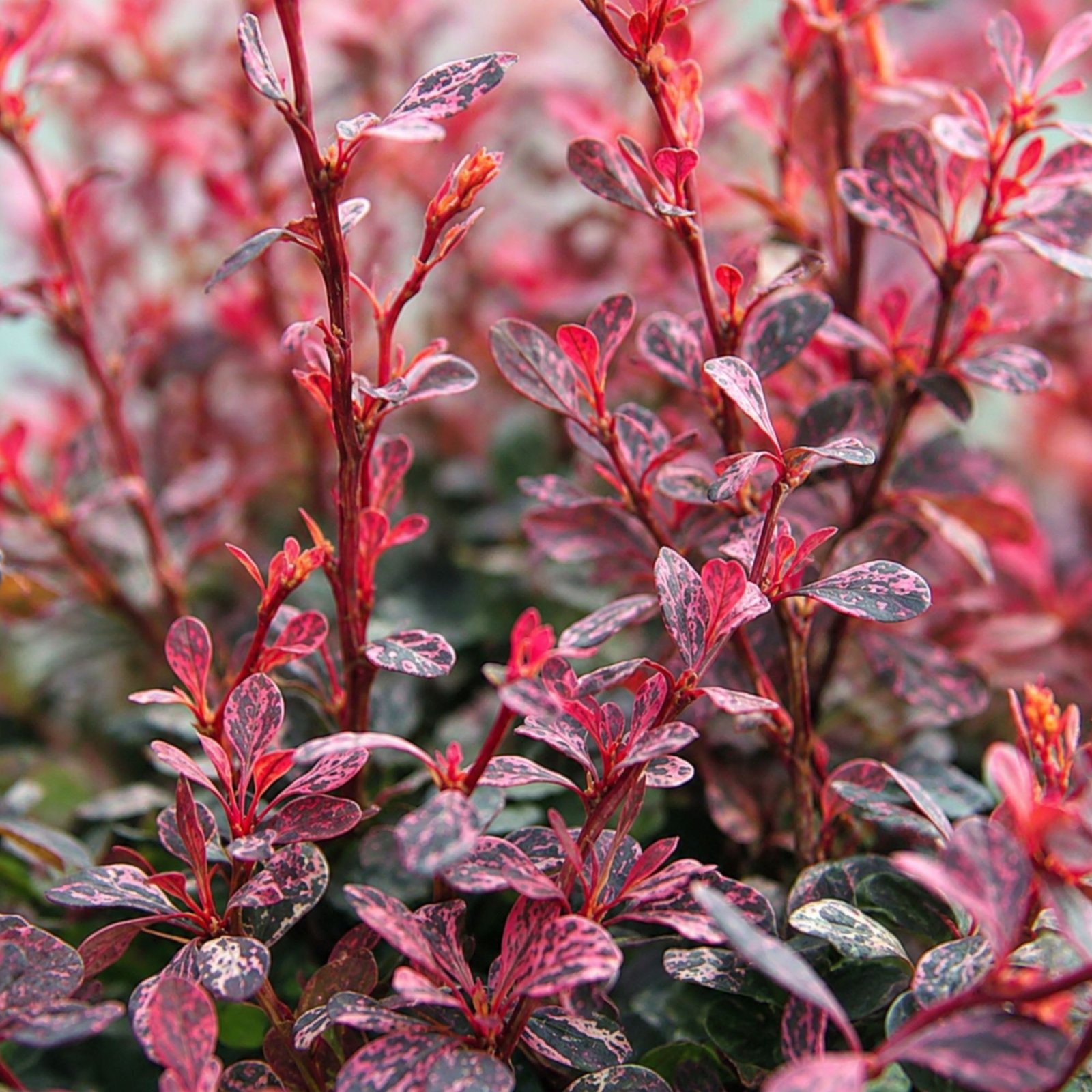 japan-borbolya-Berberis thunbergii-Pink Attraction-diszcserje-ar-www.koronakert.hu-5 Japán Borbolya Pink Attraction, Berberis thunbergii (színes lombú díszcserje)