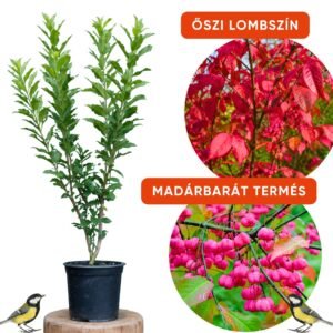 kozonseges kecskerago-Euonymus europaeus-disznoveny-diszcserje-ar-www.koronakert.hu