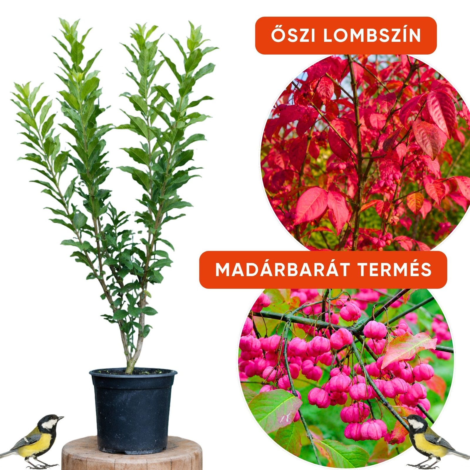 közönséges kecskerágó-Euonymus europaeus-disznöveny-diszcserje-ar-www.koronakert.hu-2 kozonseges kecskerago-Euonymus europaeus-disznoveny-diszcserje-ar-www.koronakert.hu