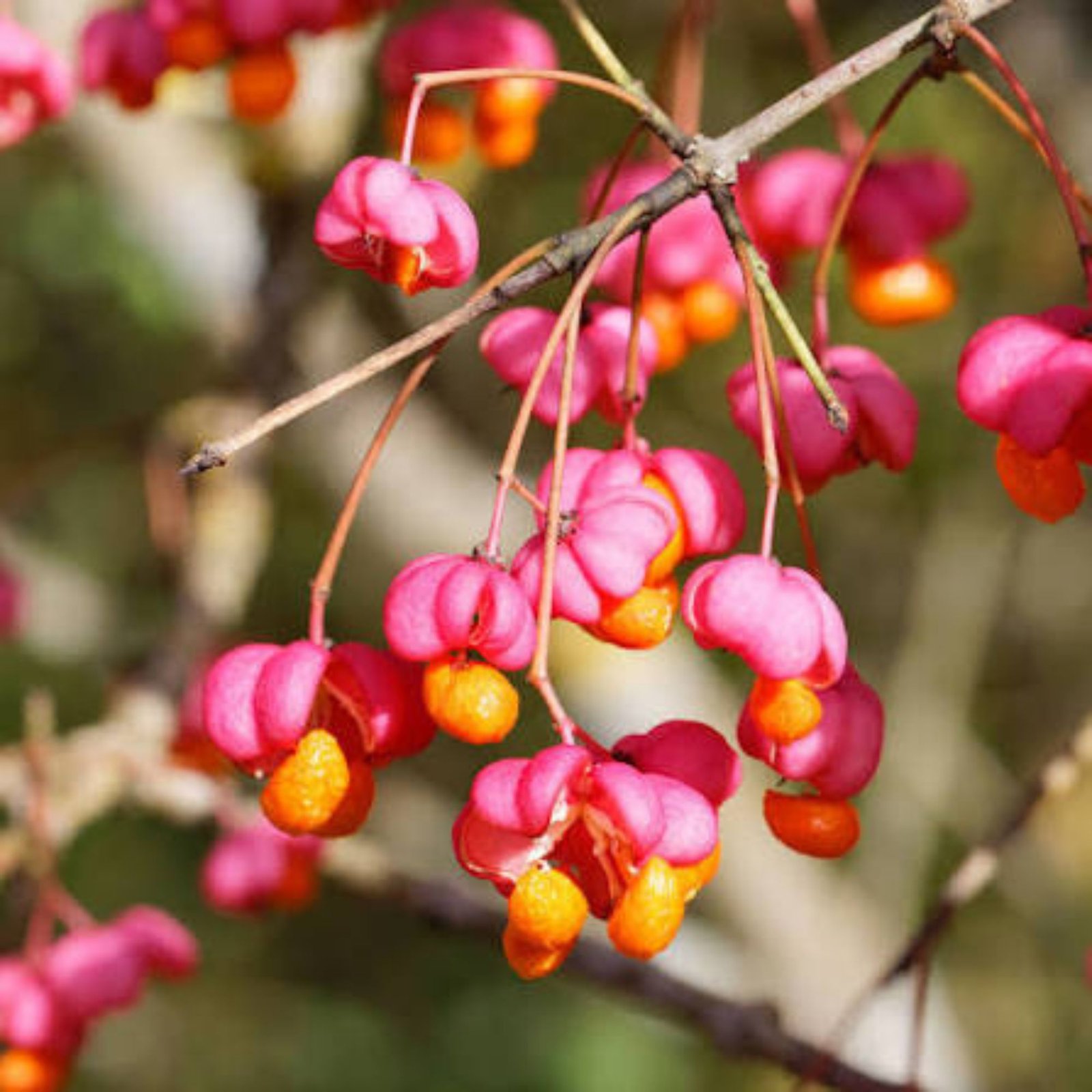 közönséges kecskerágó-Euonymus europaeus-disznöveny-diszcserje-ar-www.koronakert.hu-3 kozonseges kecskerago-Euonymus europaeus-disznoveny-diszcserje-ar-www.koronakert.hu