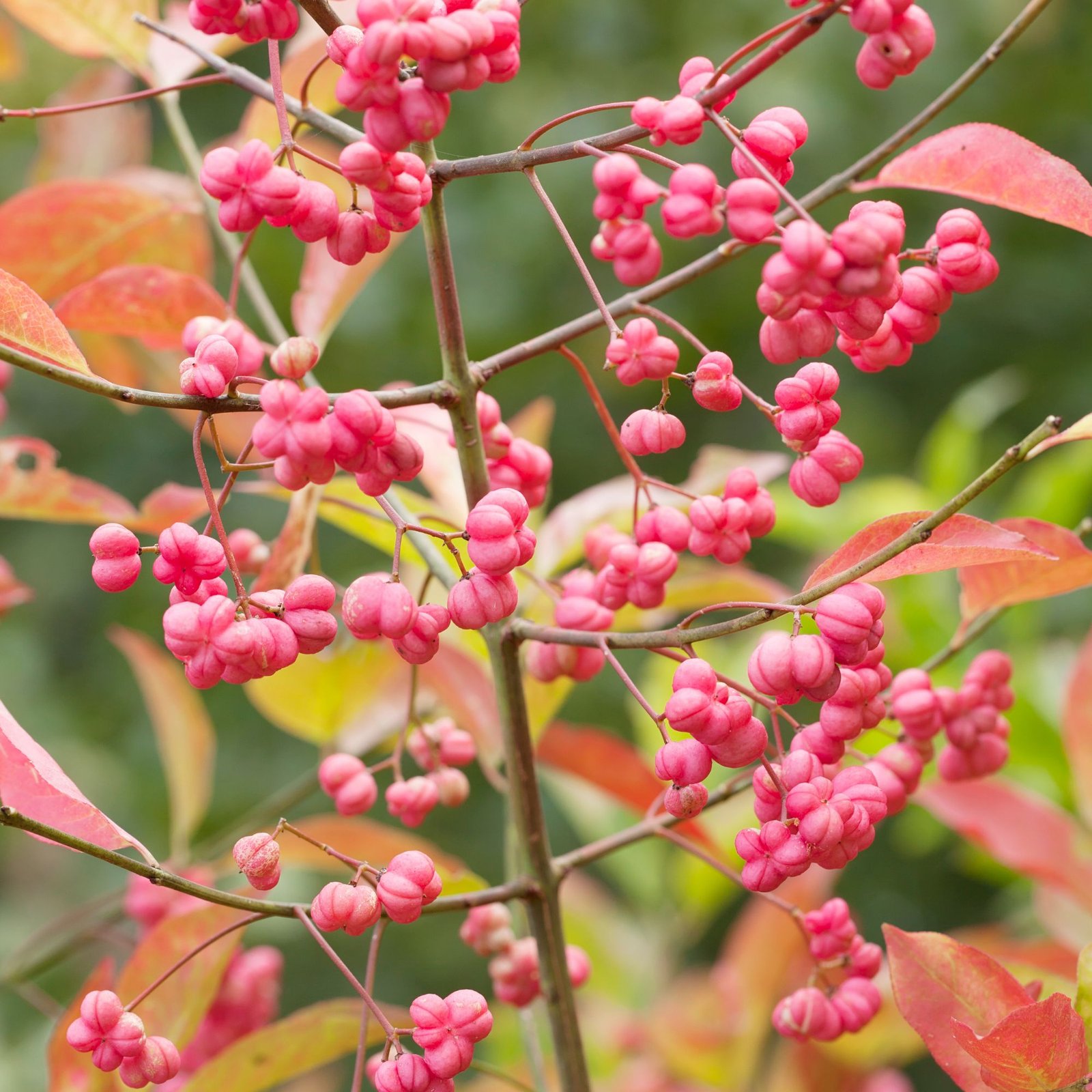 közönséges kecskerágó-Euonymus europaeus-disznöveny-diszcserje-ar-www.koronakert.hu-4 kozonseges kecskerago-Euonymus europaeus-disznoveny-diszcserje-ar-www.koronakert.hu