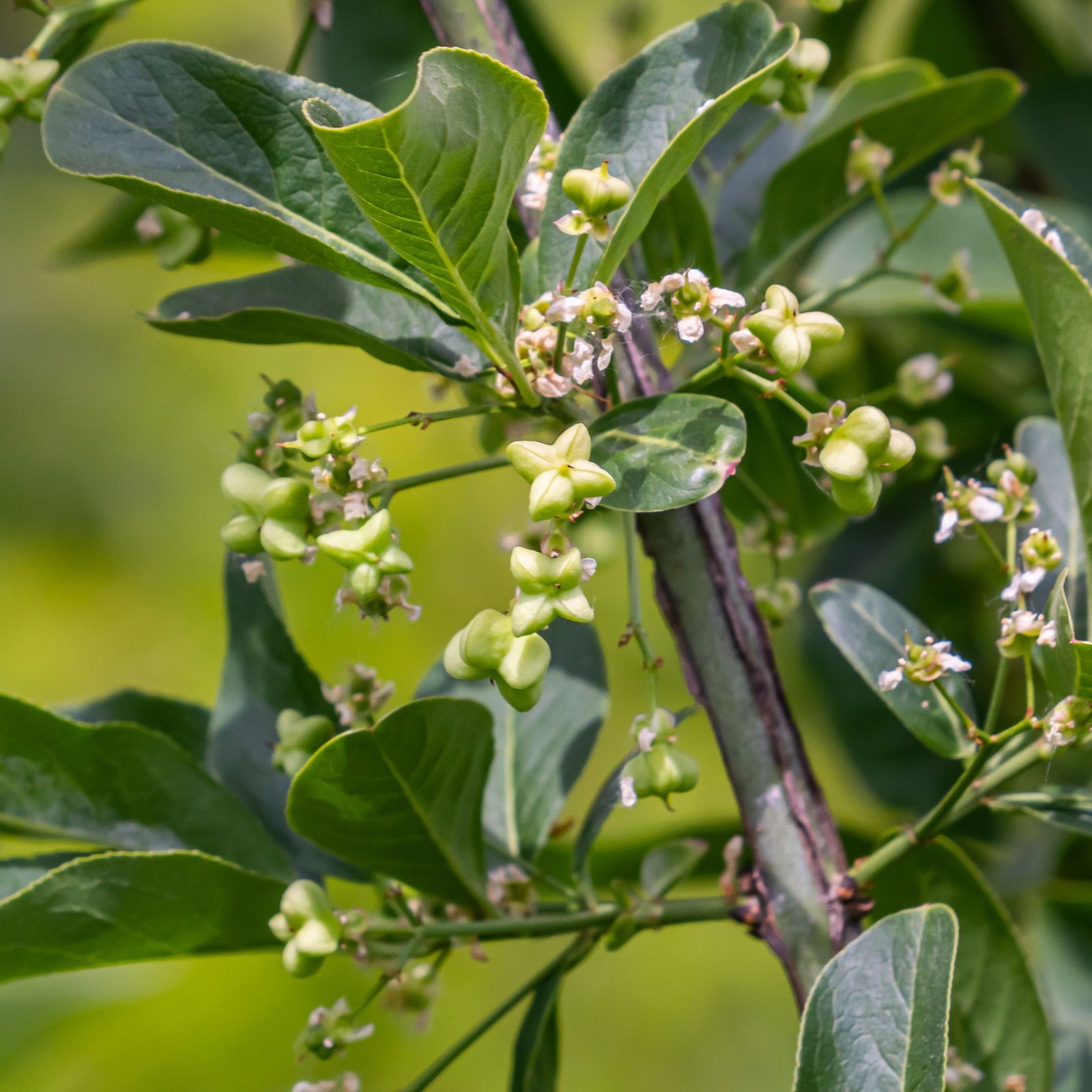 közönséges kecskerágó-Euonymus europaeus-disznöveny-diszcserje-ar-www.koronakert.hu-5 kozonseges kecskerago-Euonymus europaeus-disznoveny-diszcserje-ar-www.koronakert.hu