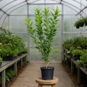 kozonseges kecskerago-Euonymus europaeus-disznoveny-diszcserje-ar-www.koronakert.hu