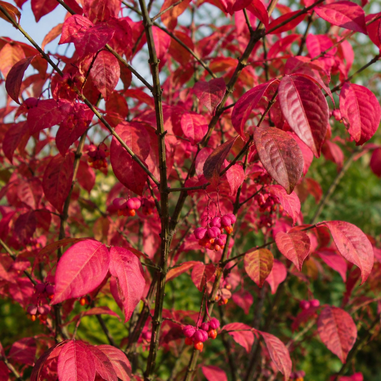 közönséges kecskerágó-Euonymus europaeus-disznöveny-diszcserje-ar-www.koronakert.hu-8 kozonseges kecskerago-Euonymus europaeus-disznoveny-diszcserje-ar-www.koronakert.hu