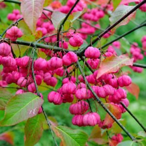 kozonseges kecskerago-Euonymus europaeus-disznoveny-diszcserje-ar-www.koronakert.hu