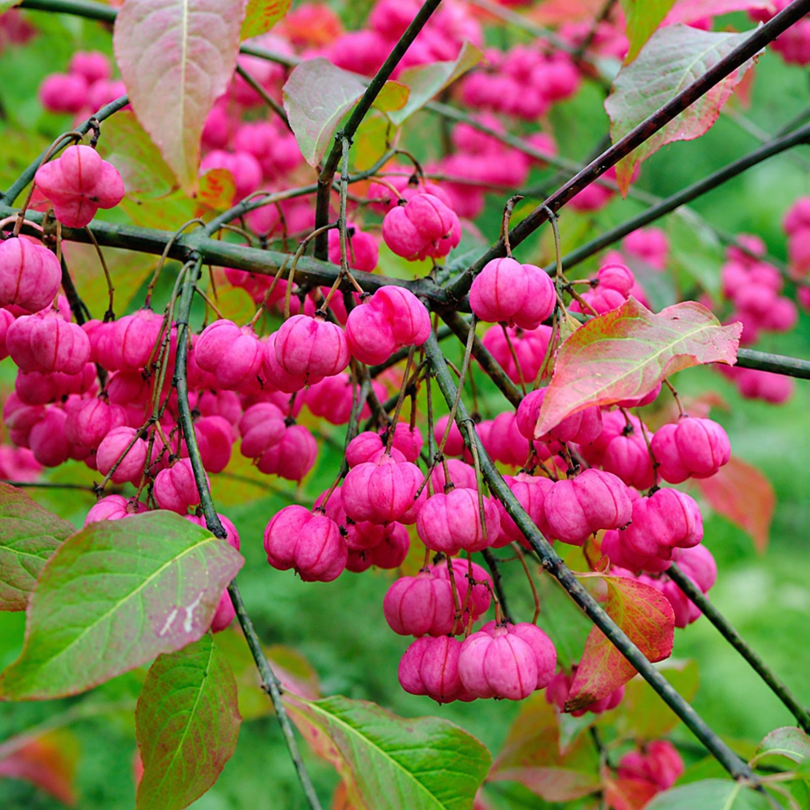 közönséges kecskerágó-Euonymus europaeus-disznöveny-diszcserje-ar-www.koronakert.hu kozonseges kecskerago-Euonymus europaeus-disznoveny-diszcserje-ar-www.koronakert.hu