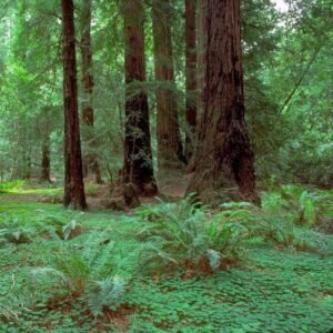 tengerparti mamutfenyo-Sequoia-sempervirens-kulonleges-diszfa-ar-www.koronakert.h