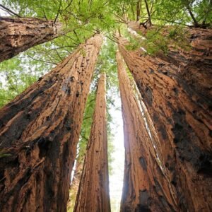 tengerparti mamutfenyo-Sequoia-sempervirens-kulonleges-diszfa-ar-www.koronakert.h
