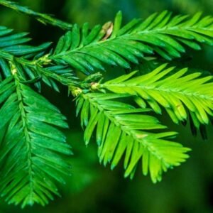 tengerparti mamutfenyo-Sequoia-sempervirens-kulonleges-diszfa-ar-www.koronakert.h