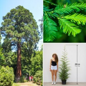 tengerparti mamutfenyo-Sequoia-sempervirens-kulonleges-diszfa-ar-www.koronakert.h