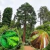 tengerparti mamutfenyo-Sequoia-sempervirens-kulonleges-diszfa-ar-www.koronakert.h
