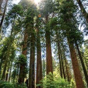 tengerparti mamutfenyo-Sequoia-sempervirens-kulonleges-diszfa-ar-www.koronakert.h