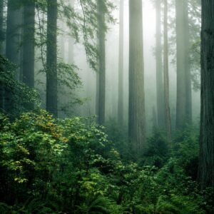 tengerparti mamutfenyo-Sequoia-sempervirens-kulonleges-diszfa-ar-www.koronakert.h