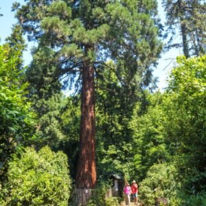 tengerparti mamutfenyo-Sequoia-sempervirens-kulonleges-diszfa-ar-www.koronakert.h