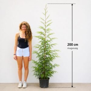 tengerparti mamutfenyo-Sequoia-sempervirens-kulonleges-diszfa-ar-www.koronakert.h