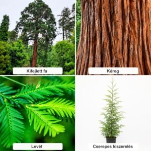 tengerparti mamutfenyo-Sequoia-sempervirens-kulonleges-diszfa-ar-www.koronakert.h