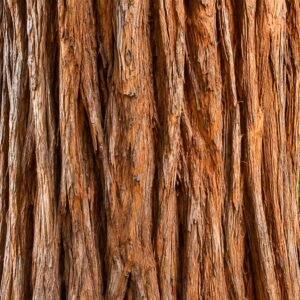 tengerparti mamutfenyo-Sequoia-sempervirens-kulonleges-diszfa-ar-www.koronakert.h