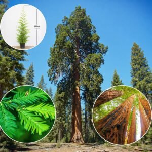 tengerparti mamutfenyo-Sequoia-sempervirens-kulonleges-diszfa-ar-www.koronakert.h