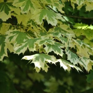 Fehér tarka levelű juhar "Acer platanoides Drummondii" 400 cm (konténeres díszfa)