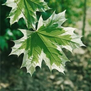 Fehér tarka levelű juhar "Acer platanoides Drummondii" 400 cm (konténeres díszfa)