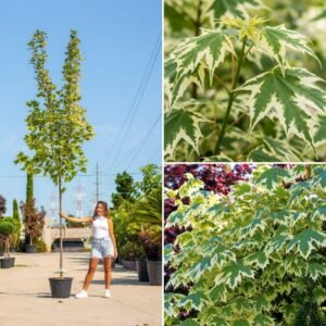 Fehér tarka levelű juhar "Acer platanoides Drummondii" 400 cm (konténeres díszfa)