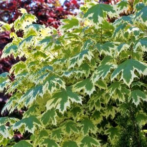 Fehér tarka levelű juhar "Acer platanoides Drummondii" 400 cm (konténeres díszfa)