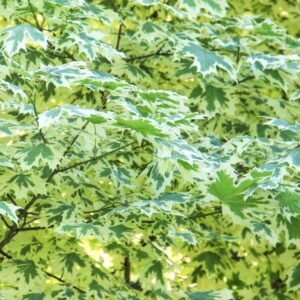 Fehér tarka levelű juhar "Acer platanoides Drummondii" 400 cm (konténeres díszfa)