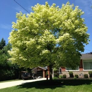 Fehér tarka levelű juhar "Acer platanoides Drummondii" 400 cm (konténeres díszfa)