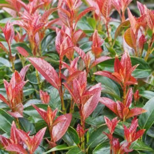 Korallbangita 40cm "Viburnum odoratissimum Coppertop" (cserepes örökzöld díszcserje)
