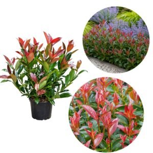 Korallbangita 40cm "Viburnum odoratissimum Coppertop" (cserepes örökzöld díszcserje)