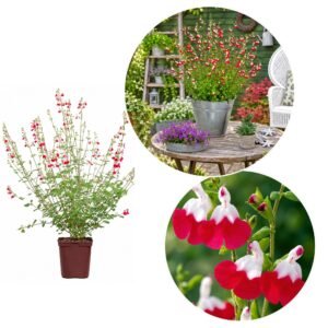 kislevelu zsalya, Salvia-microphylla-Hot-Lips-oszi-zsalya-viragzo-disznoveny-ar